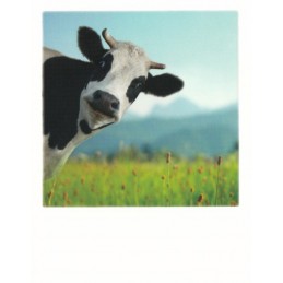 Cow - PolaCard