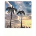 Palm trees  Antonipark - Hamburg - Pickmotion Postcard