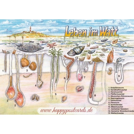 Lives in the Wadden Sea - Viewcard