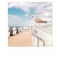 Bird and Beach chair - Pickmotion Postcard