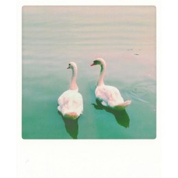 Swan - Pickmotion Postcard