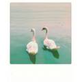 Swan - Pickmotion Postcard
