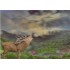 3D Black Forest with deer - 3D Postcard