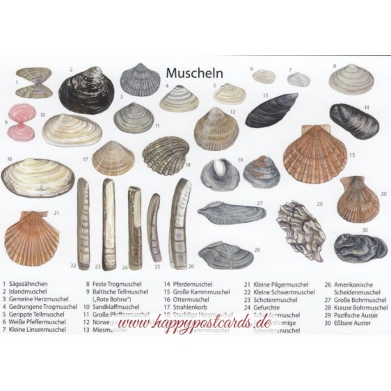 Sea shell 2 - Viewcard