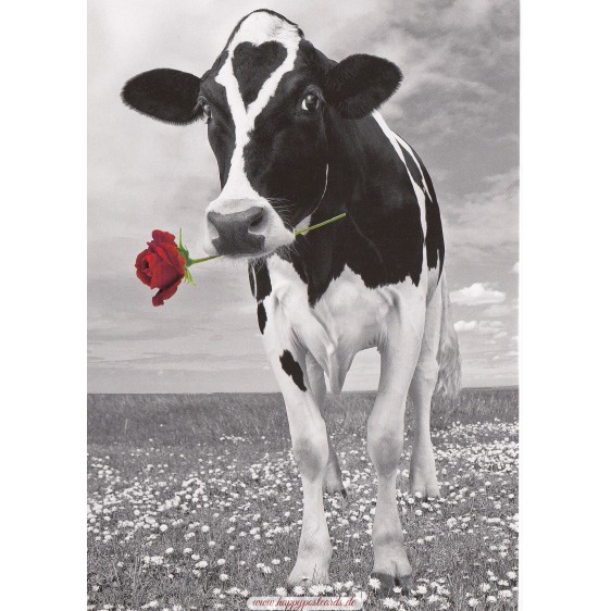 Kuh mit Rose - Kontraste-Postkarte