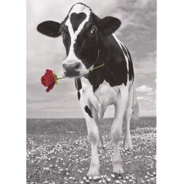 Cow with a rose - Postcard