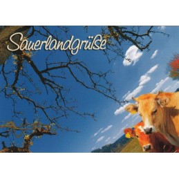 Sauerland - Cows - Viewcard
