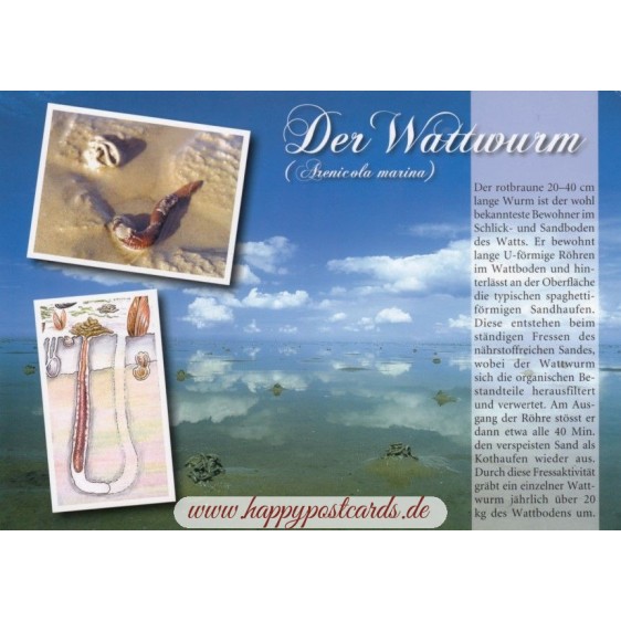Der Wattwurm - Chronik - Ansichtskarte