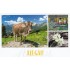 Allgau - cow and edelweis - HotSpot-Card
