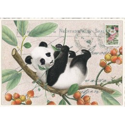 Panda - Tausendschön - Postcard