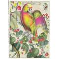 Papagei - Tausendschön - Postkarte
