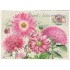 Blumen 2 - Tausendschön - Postkarte