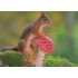 3D Eichhörnchen mit Fliegenpilz - Postkarte