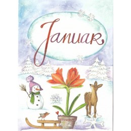 Januar - Amaryllis - Monats-Postkarte