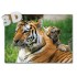 3D Tiger - Postkarte
