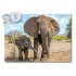 3D Elephants - Postcard