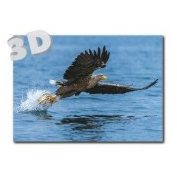 3D Seeadler - Postkarte