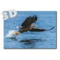 3D Sea eagle - Postcard
