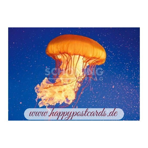 3D Lion's Mane Jellyfish - Postcard