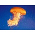 3D Lion's Mane Jellyfish - Postcard