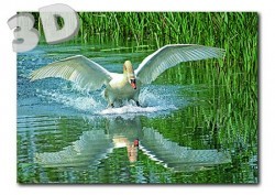 3D Swan - Postcard