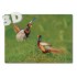 3D Pheasant - Postcard