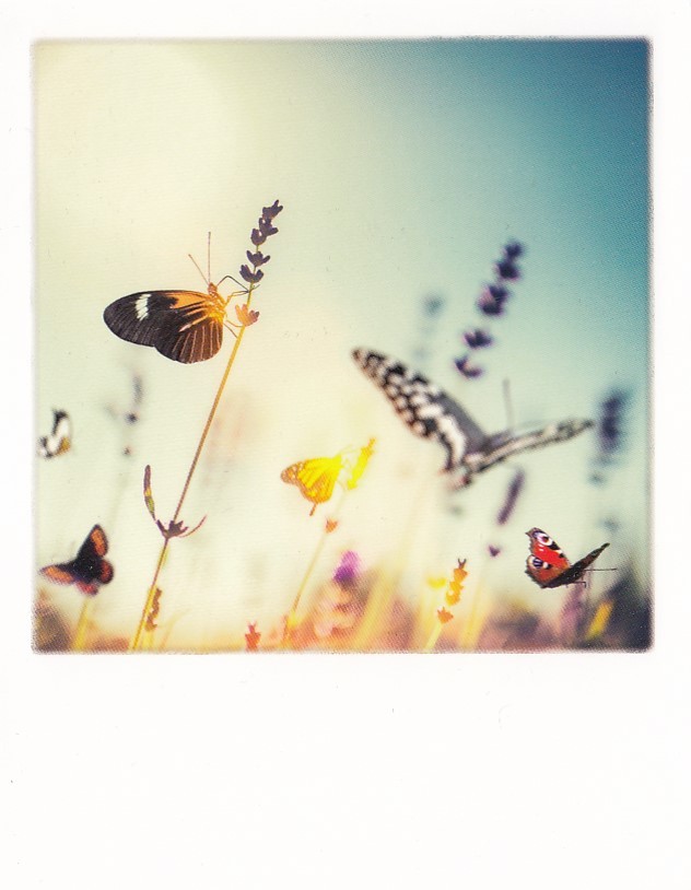 Butterflies - PolaCard