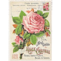Rose 2- Tausendschön - Postcard