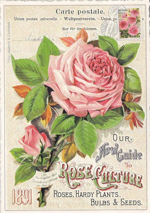 Rose 2 - Tausendschön - Postkarte