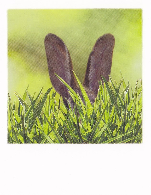 Bunny hiding in the grass - PolaCard
