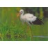 3D Stork - Postcard