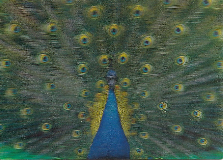 3D Peacock - Postcard