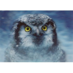 3D Owl - Postcard