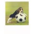 Doggie-Ball - PolaCard