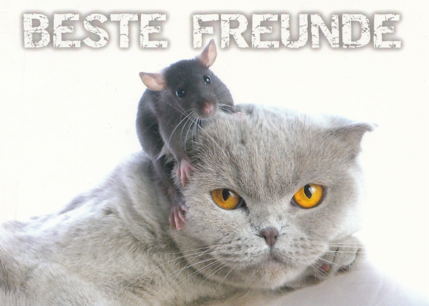 Katze - Beste Freunde - Ansichtskarte