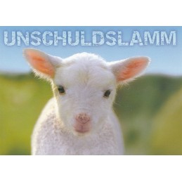 Lamm - Unschuldslamm - Ansichtskarte