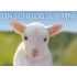 Lamb - Unschuldslamm - Viewcard