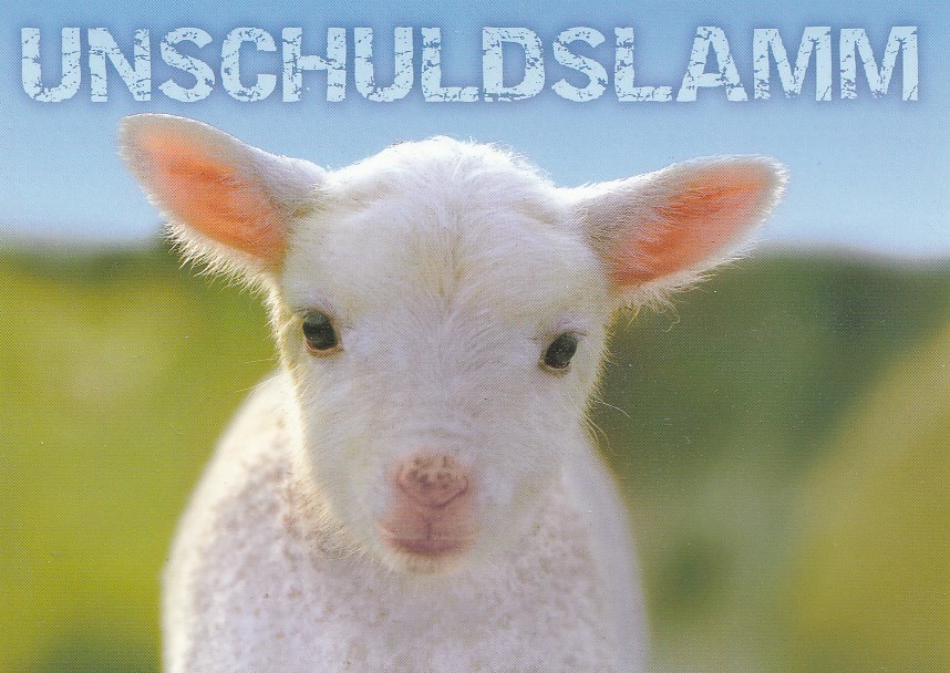 Lamb - Unschuldslamm - Viewcard