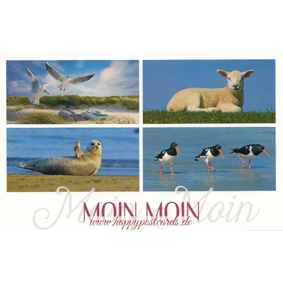 Moin Moin - Seal - HotSpot-Card