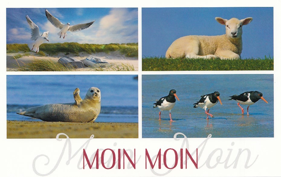 Moin Moin - Animals - HotSpot-Card
