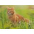 3D Rotbraune Katze im Gras