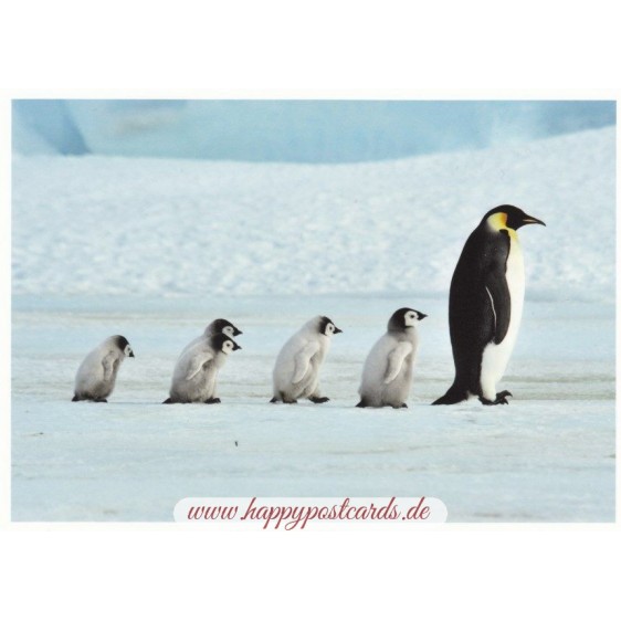Pinguinfamilie - Postkarte