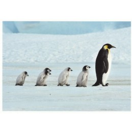 Pinguinfamilie  - Postkarte