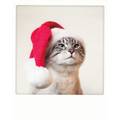 Christmas Cat - Pickmotion Postkarte