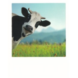 Kuh - PolaCard