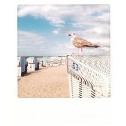 Bird and Beach chair - Pickmotion Postcard