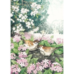 103 - Birds in Nest - Postcard