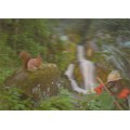 3D Black Forest with squirrel - 3D Postcard