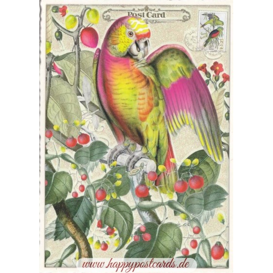 Papagei - Tausendschön - Postkarte