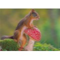 3D Squirrel with fly agaric - Postcard